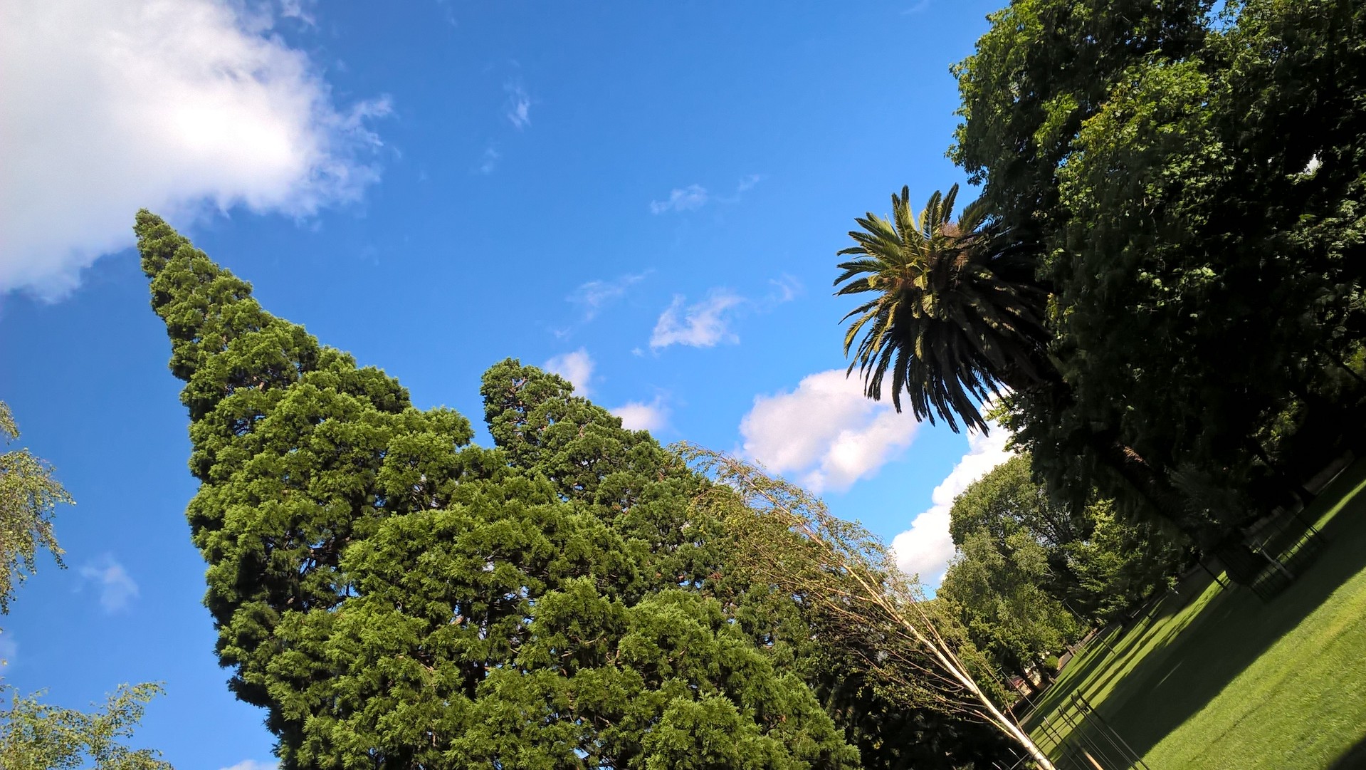 Un abete, una palma e un eucalipto nello stesso giardino