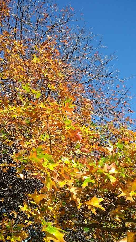 foglie autunnali e cielo azzurro