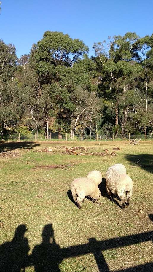 Due ombre che osservano le pecore nel verde
