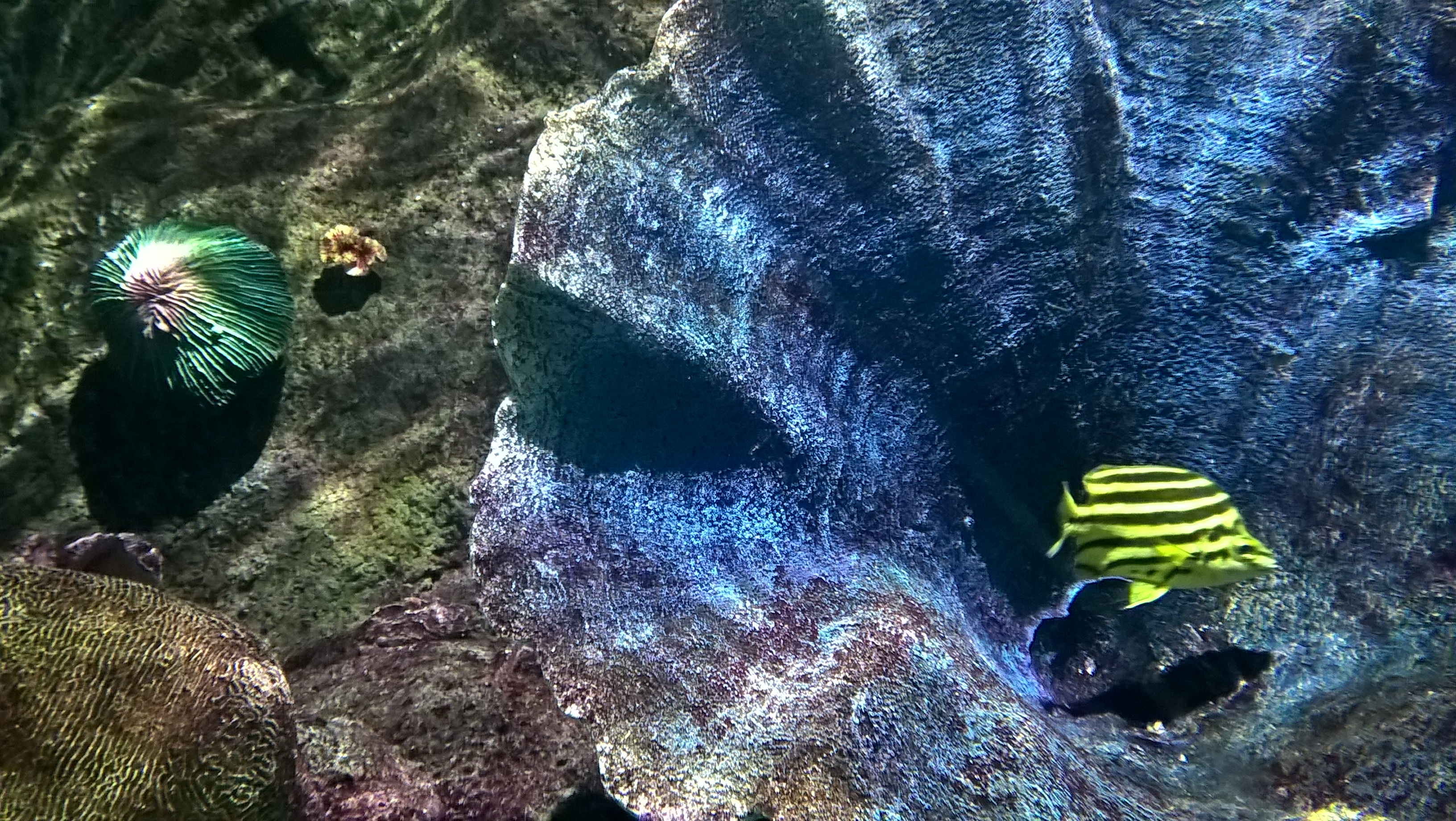 La bellezza della natura: corallo con pesce giallo e nero a strisce