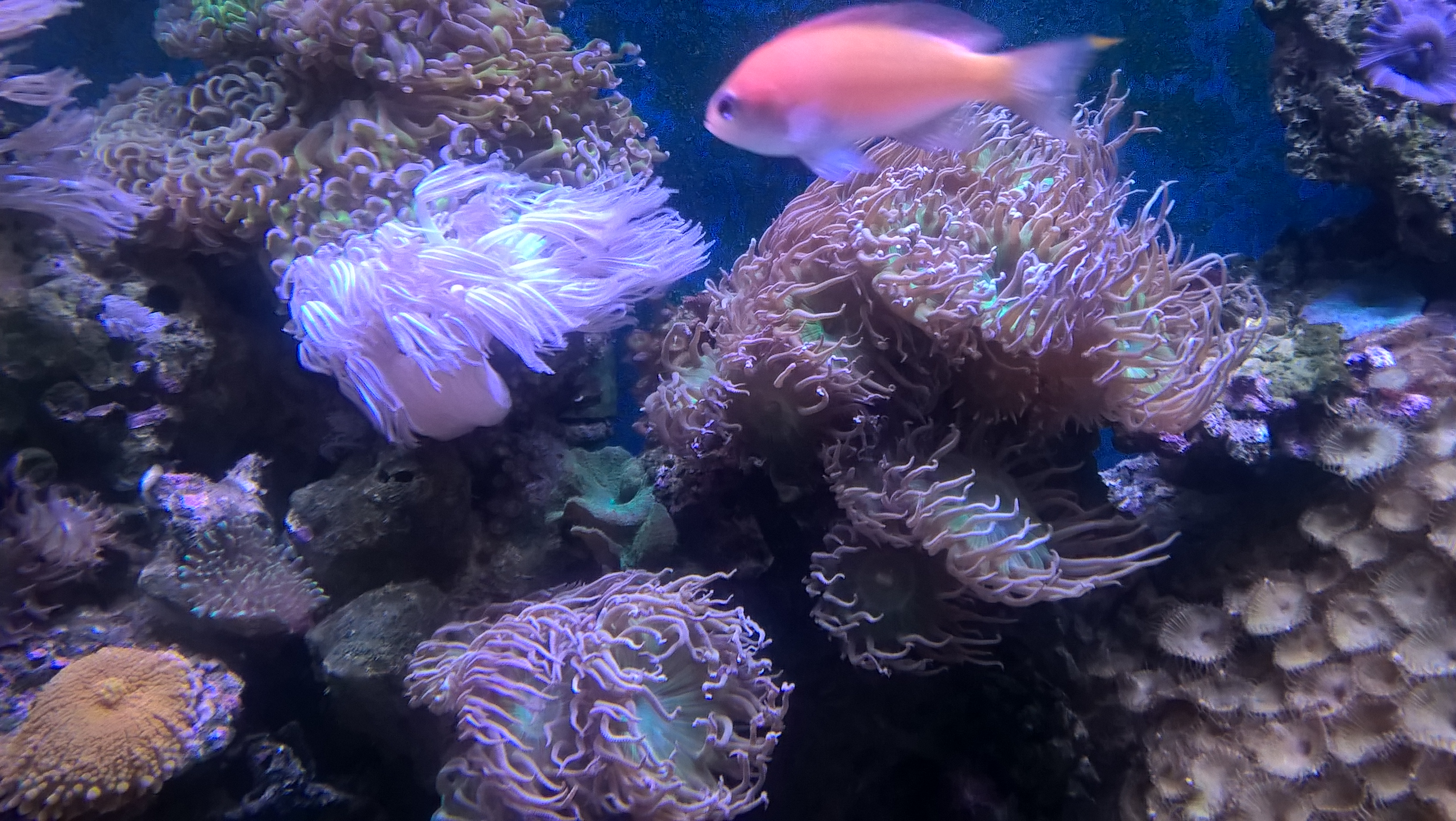 La bellezza della natura: anemoni di mare rosa con pesce rosa