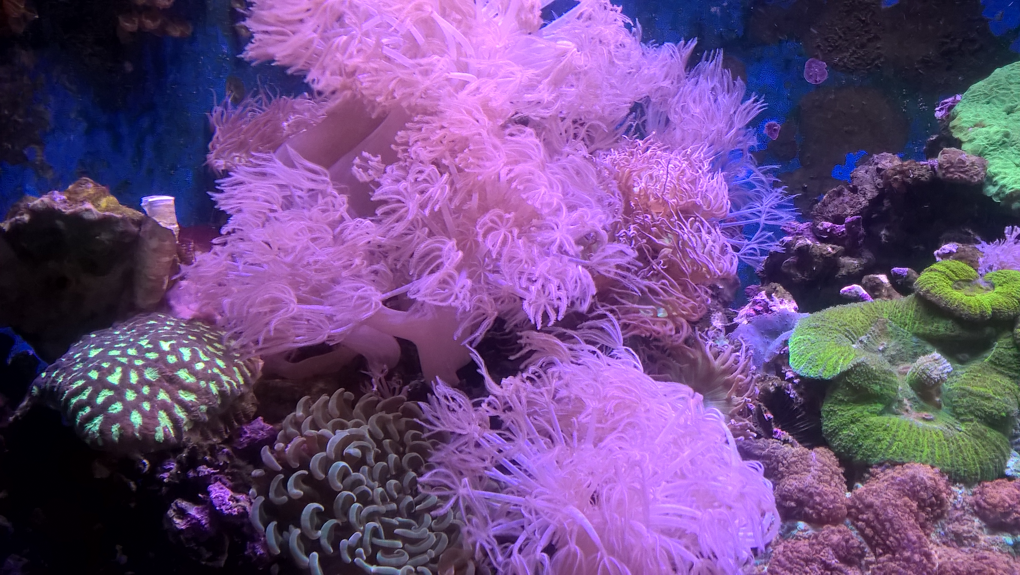 La bellezza della natura marina: anemoni di mare rosa