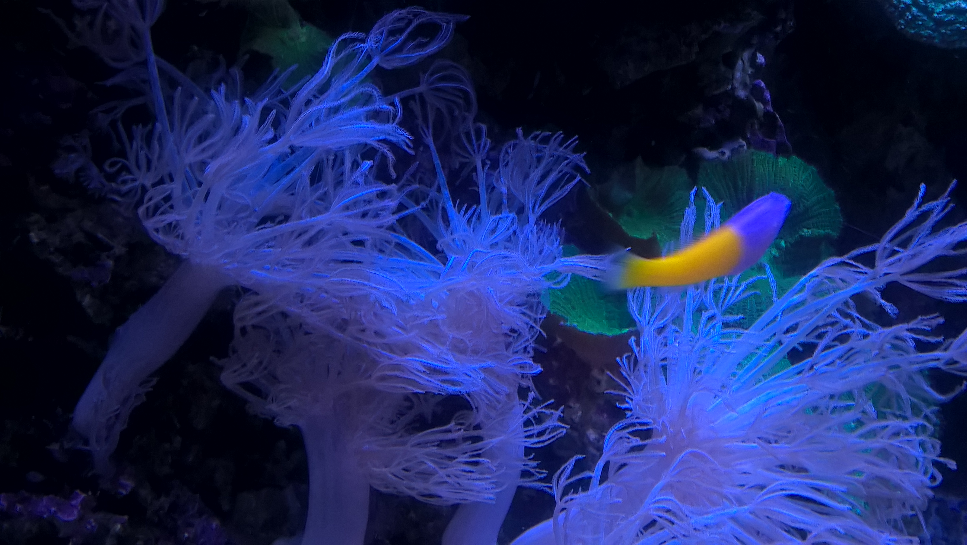 anemoni di mare blu con pesce giallo