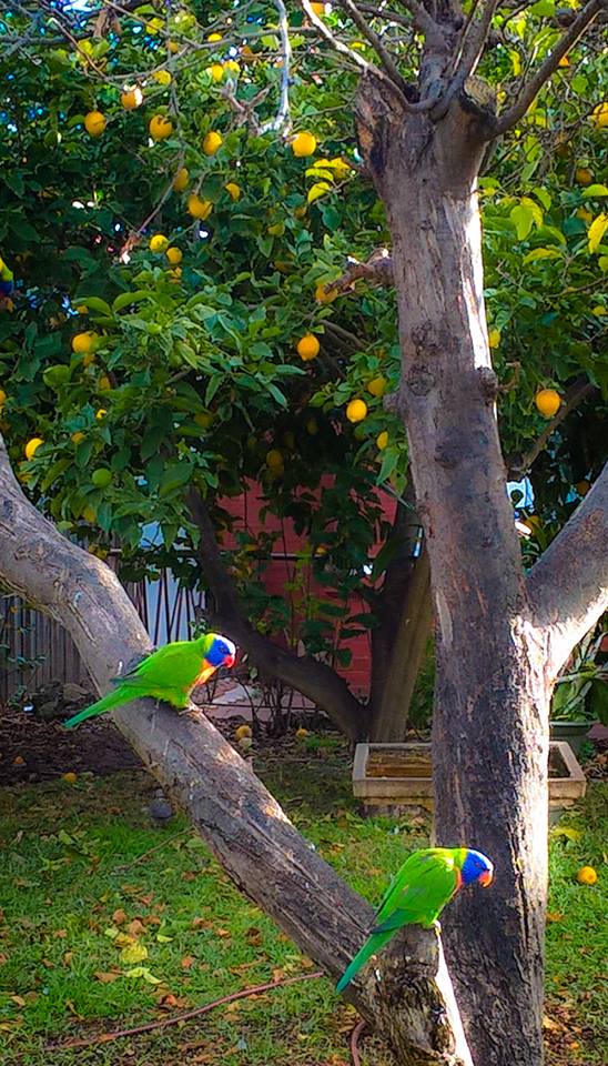 La natura di Melbourne: pappagalli su un albero di limoni