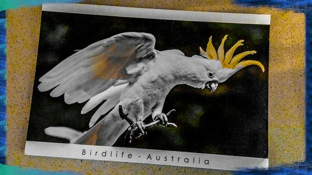 Cartolina dall'Australia 