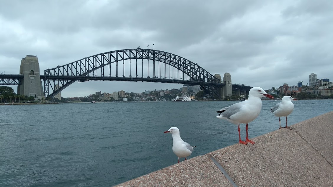 Ponte di Sydney, Sydney Harbour Bridge, con gabbiani