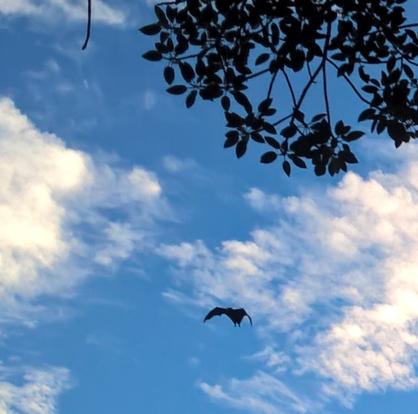 Un pipistrello in cielo