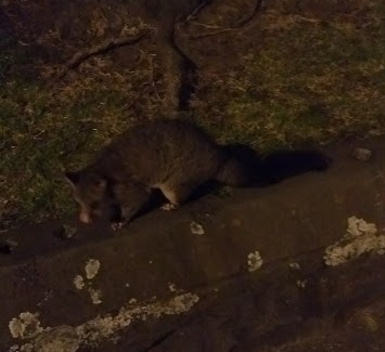 Un piccolo possum di sera