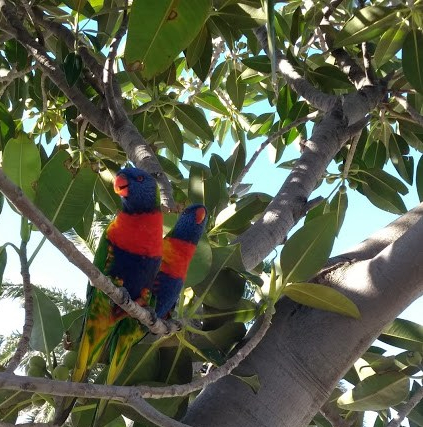 Vivere a Melbourne: due lorichetti arcobaleno su un ramo