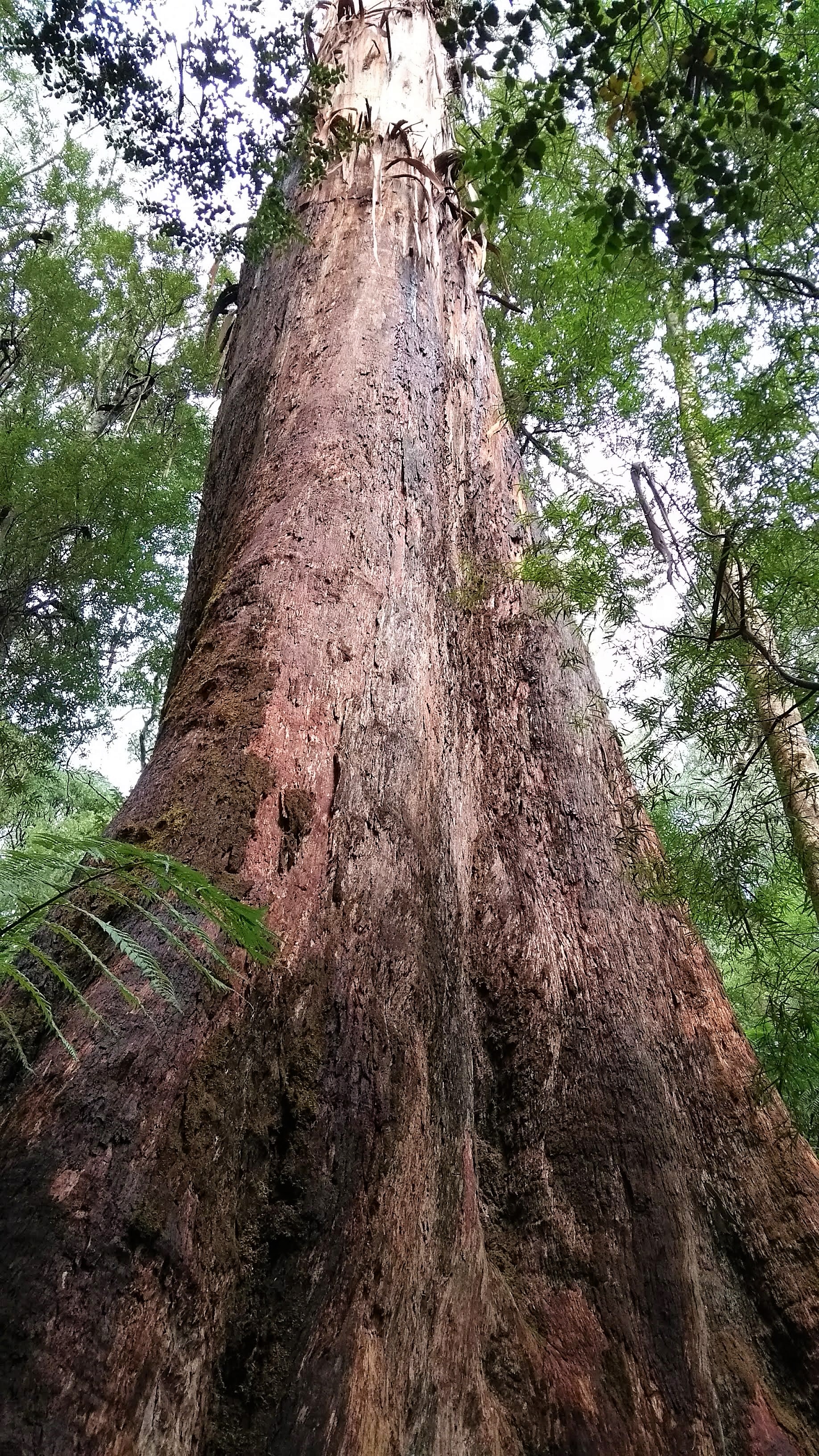 Un eucalipto altissimo con il tronco enorme lungo il Great Ocean Road Tour