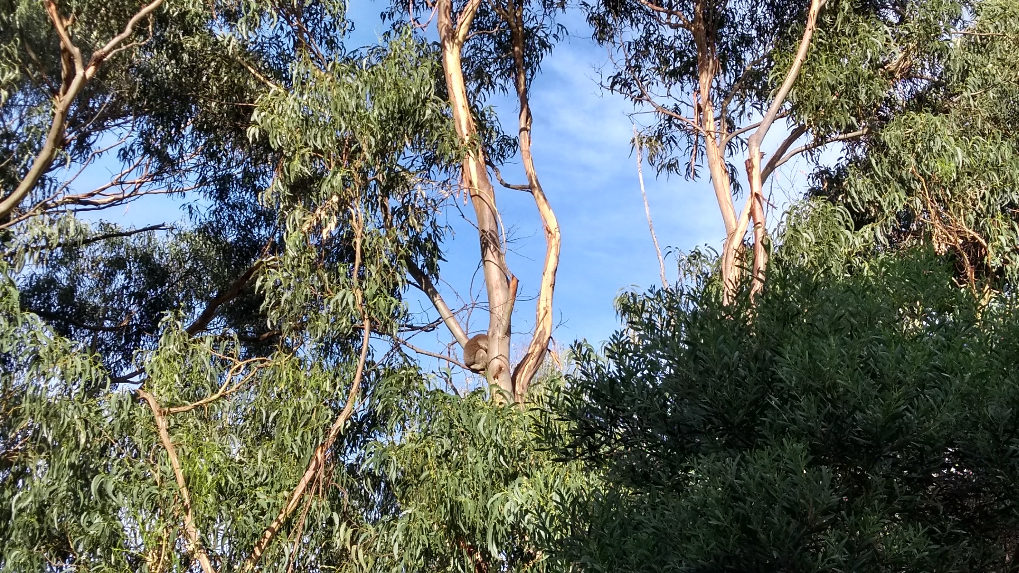 Dove vive il koala