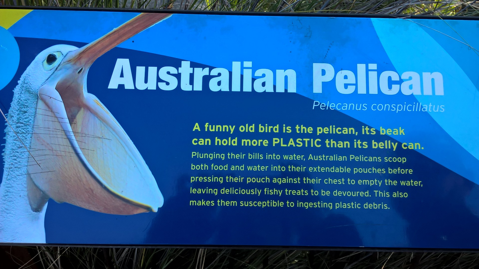 Pannello informativo sul pellicano australiano 