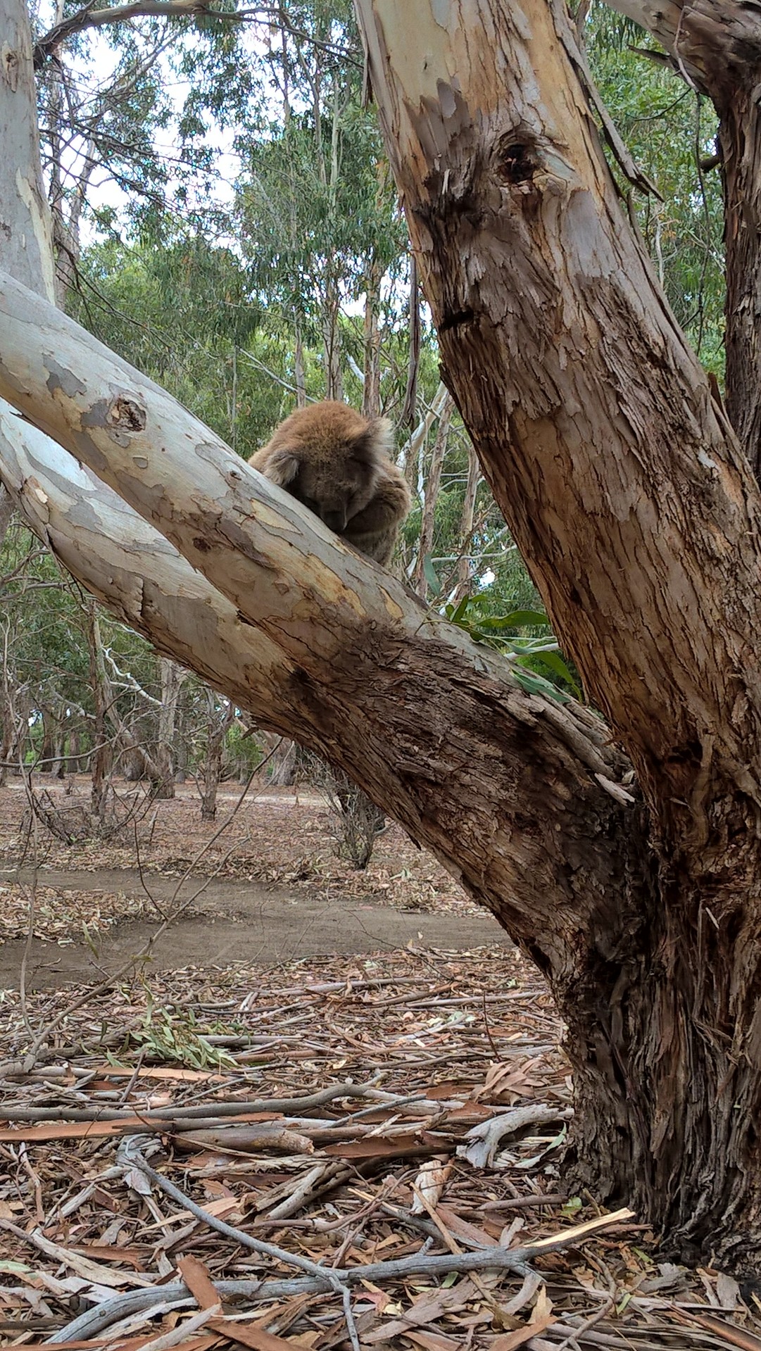 Un koala che dorme su un ramo basso