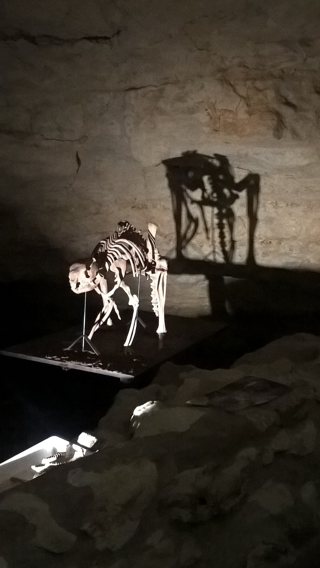 Scheletro del canguro gigante in mostra dentro la grotta