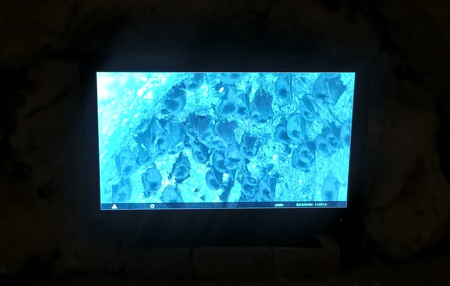 Pipistrelli visti sul monitor