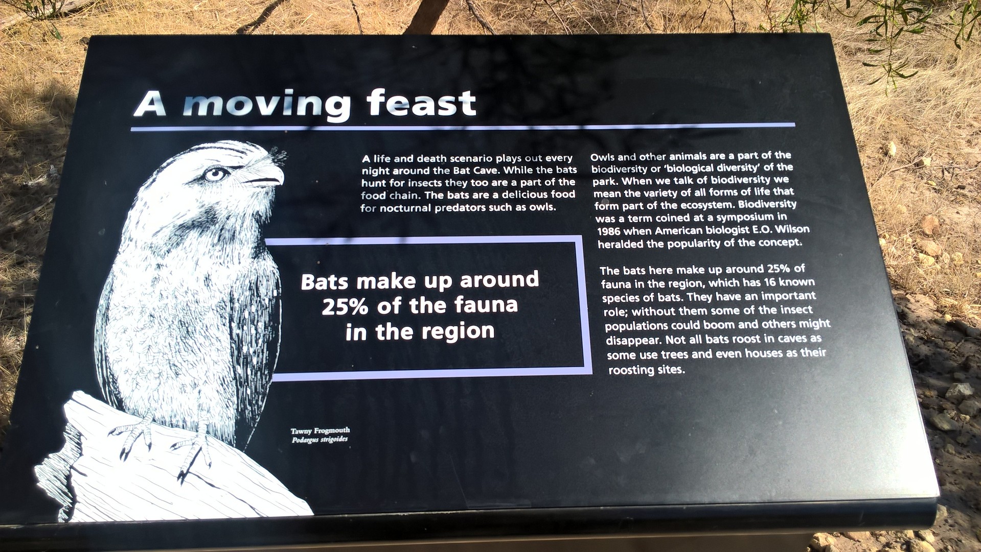 Pannello informativo sugli animali di Naracoorte (pipistrelli e gufi)
