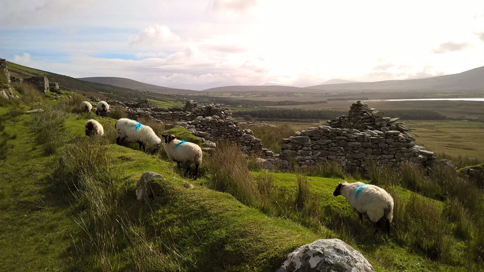 pecore che pascolano tra rovine storiche