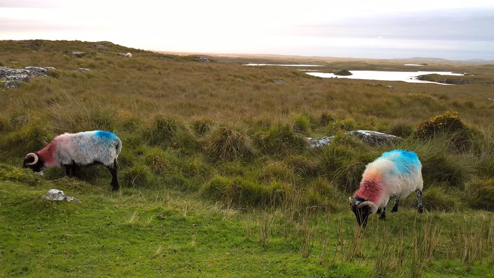 Due pecore con il vello colorato
