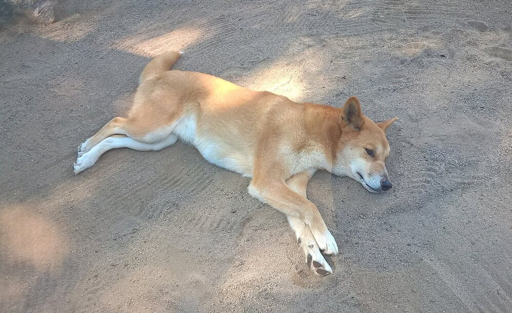 Dingo, cane australiano sdraiato nella sabbia