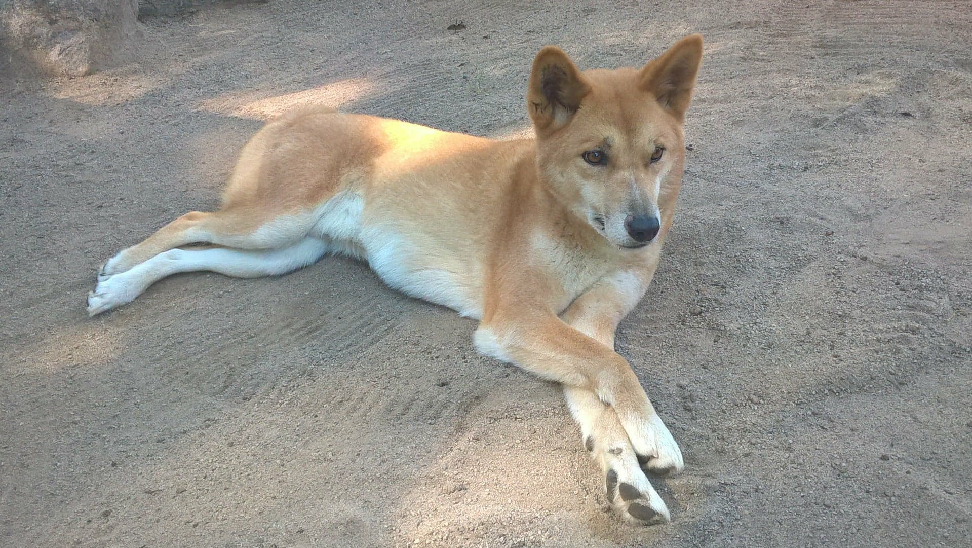 Dingo, cane australiano nativo, sdraiato