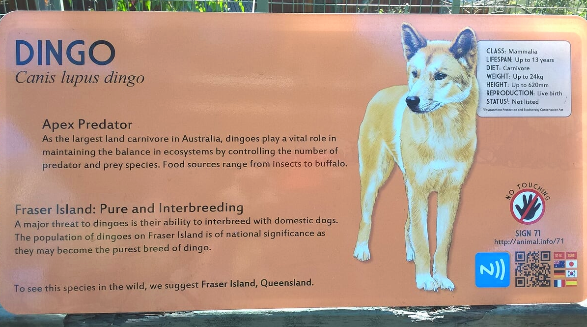 Informazioni sul Dingo, cane australiano: dove vederlo, rischi per la specie