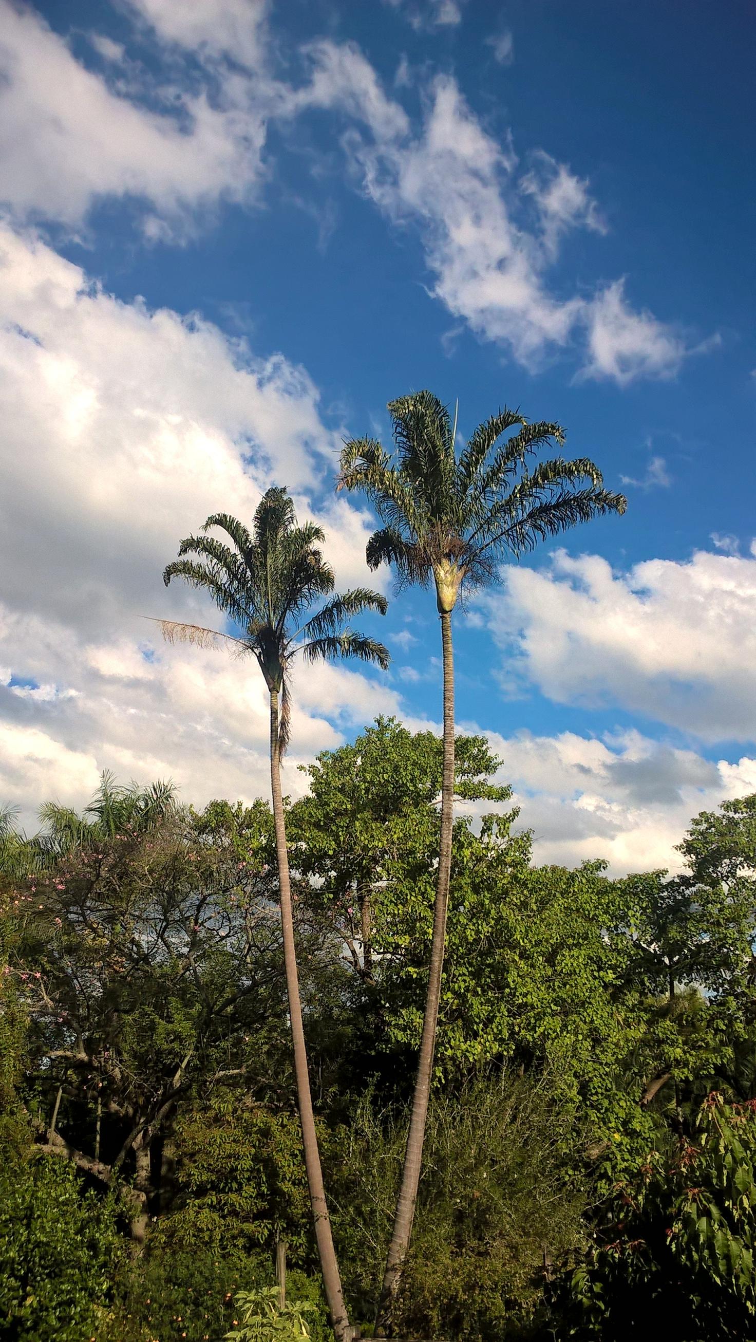 brisbane giardino botanico palme e cielo