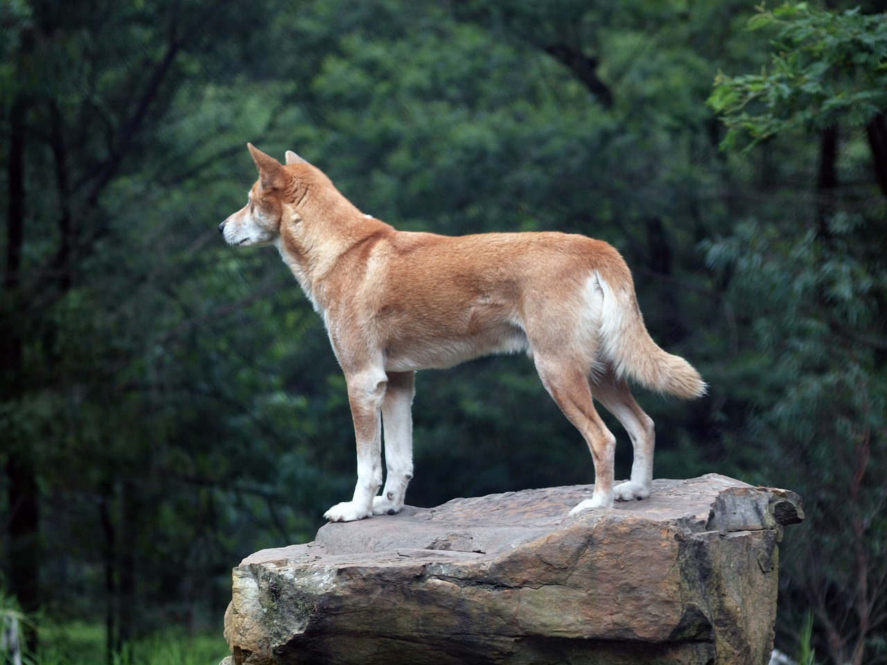 Dingo, cane australiano all'erta