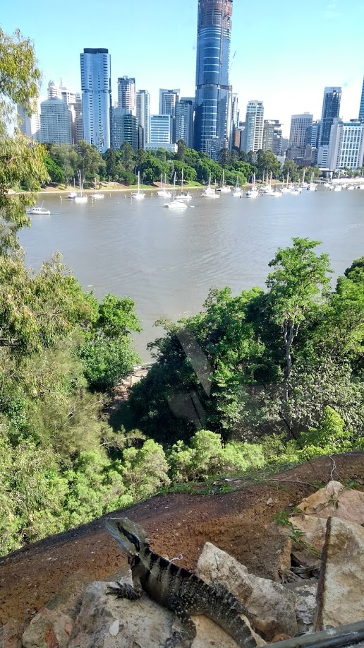 Iguana sul fiume Brisbane