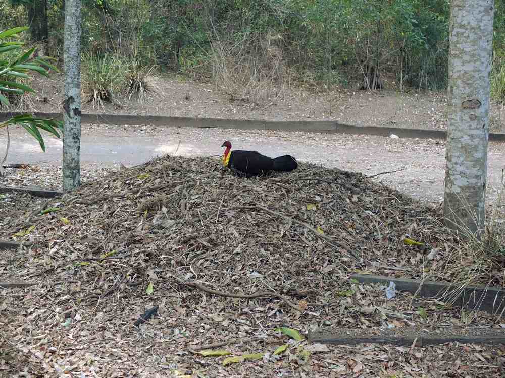 Tacchino di boscaglia australiano sul suo nido