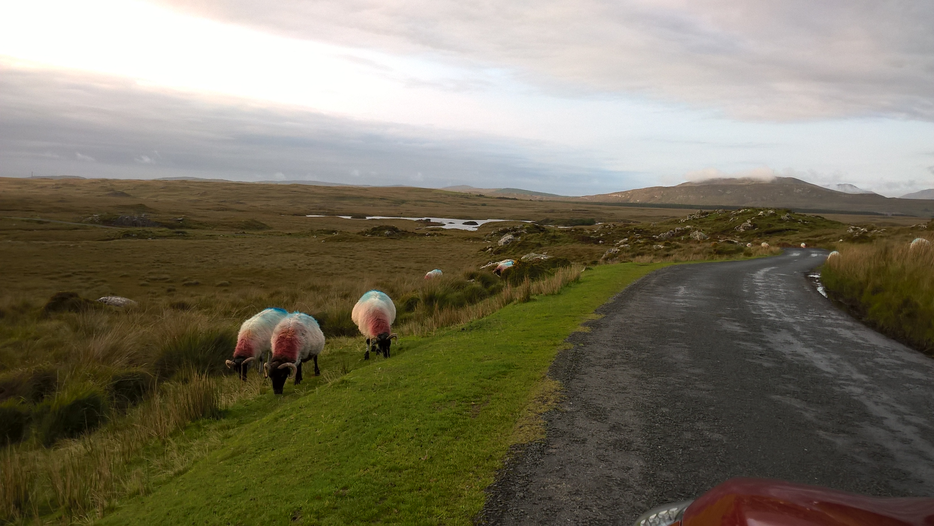 Strada irlandese isolata con solo pecore che pascolano