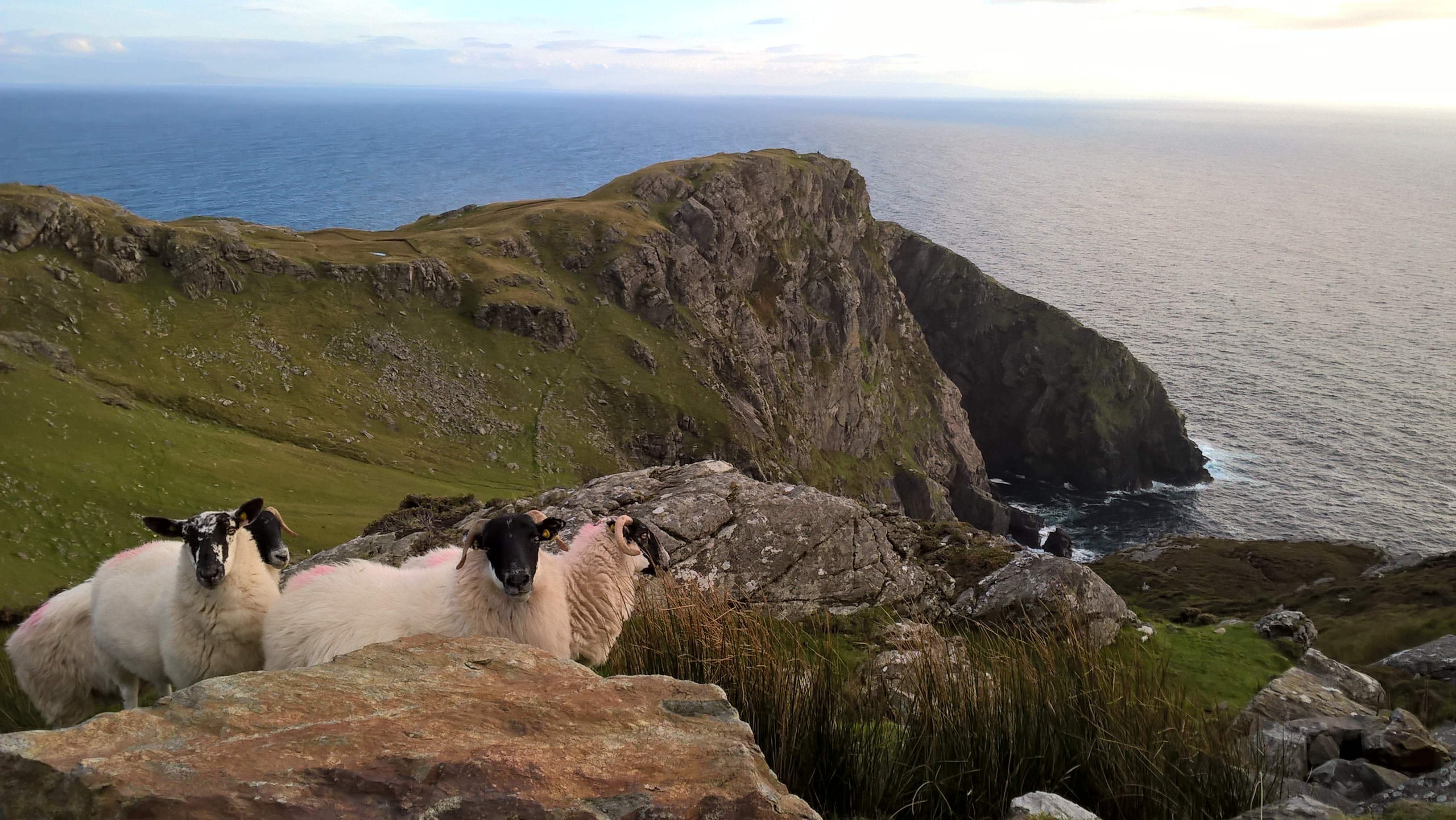 Paesaggio irlandese con pecore dal muso nero in primo piano