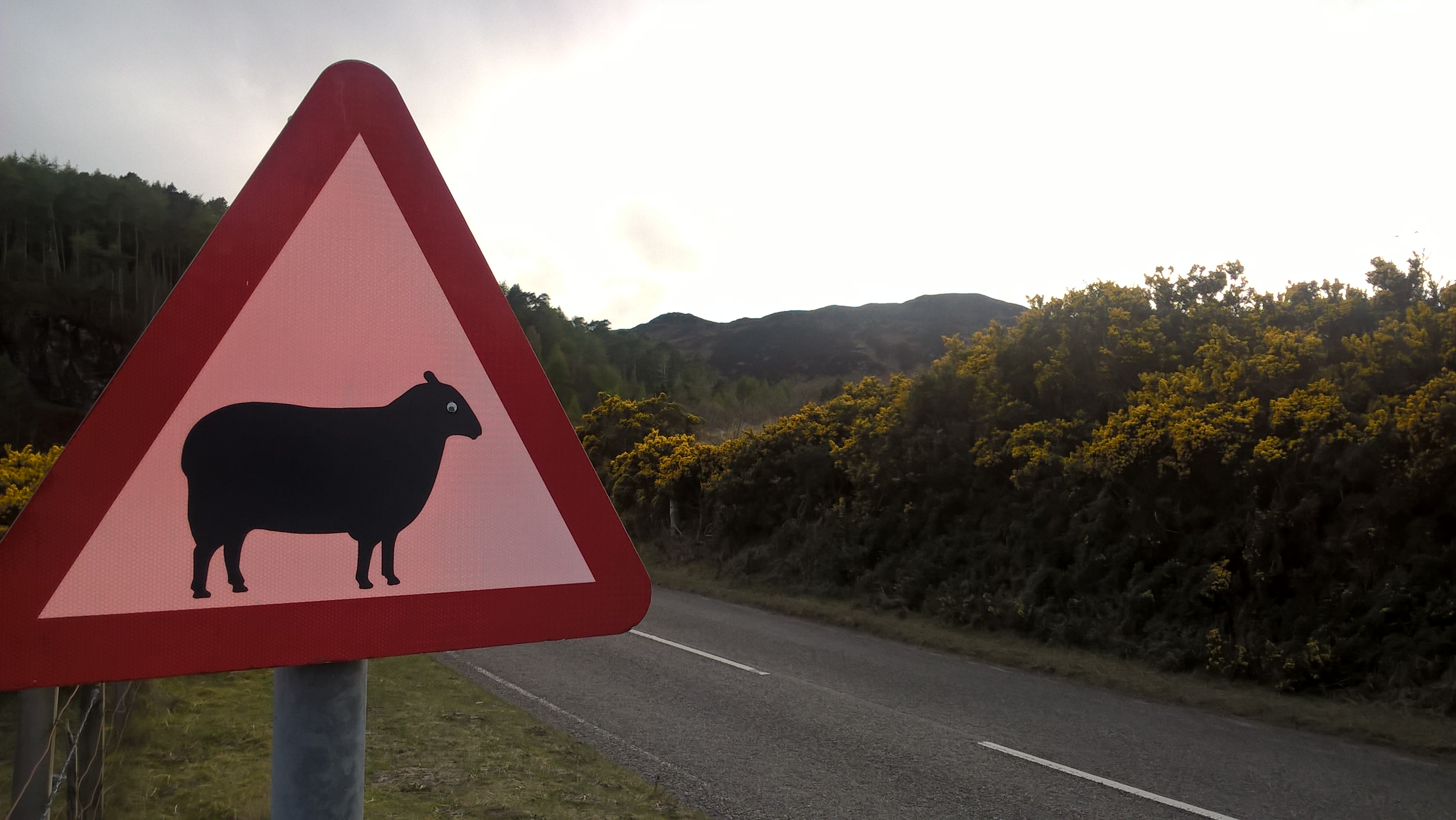 cartello stradale che indica attraversamento pecore