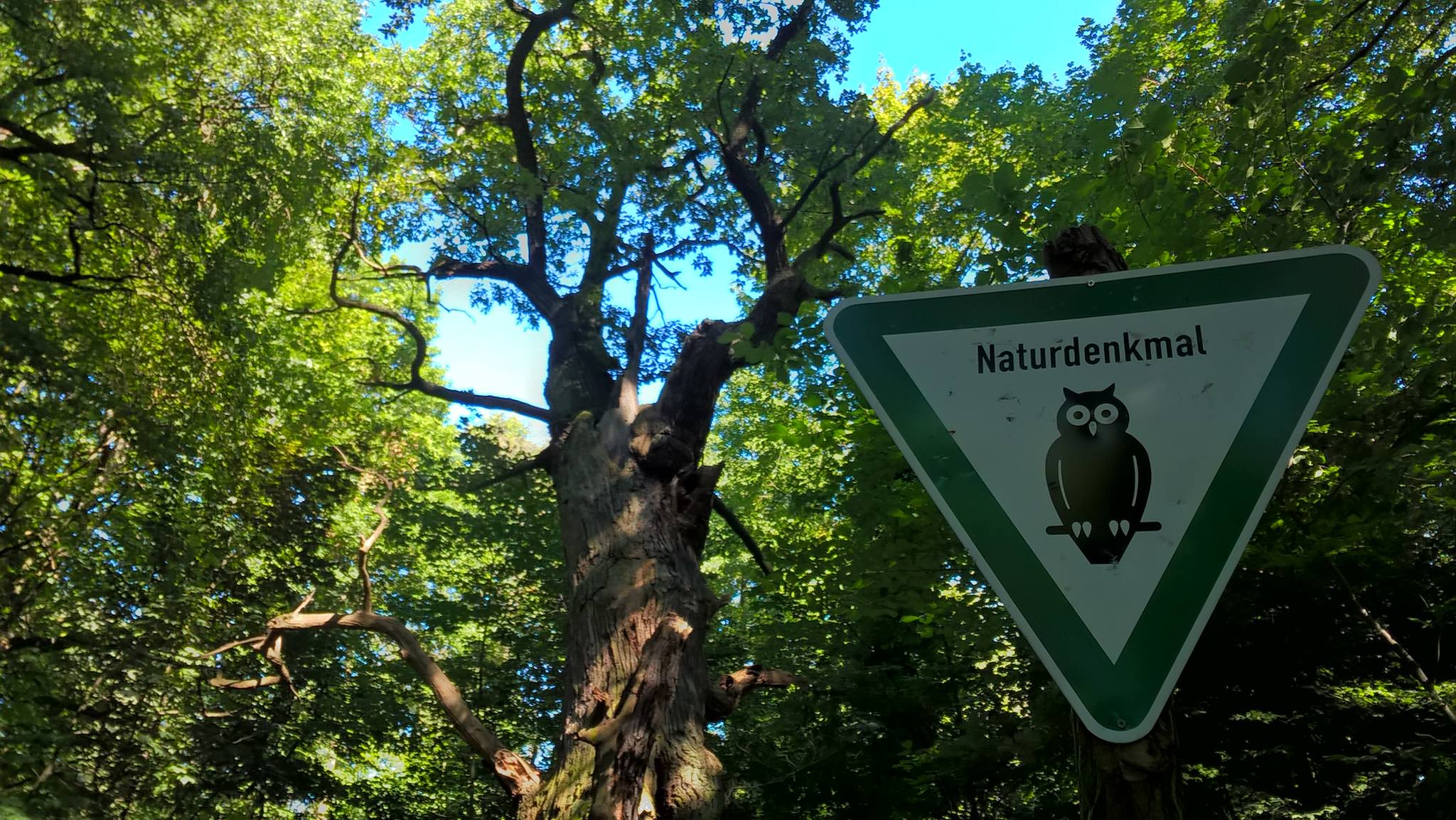 Cartello stradale Naturdenkmal davanti all'albero più vecchio di Berlino