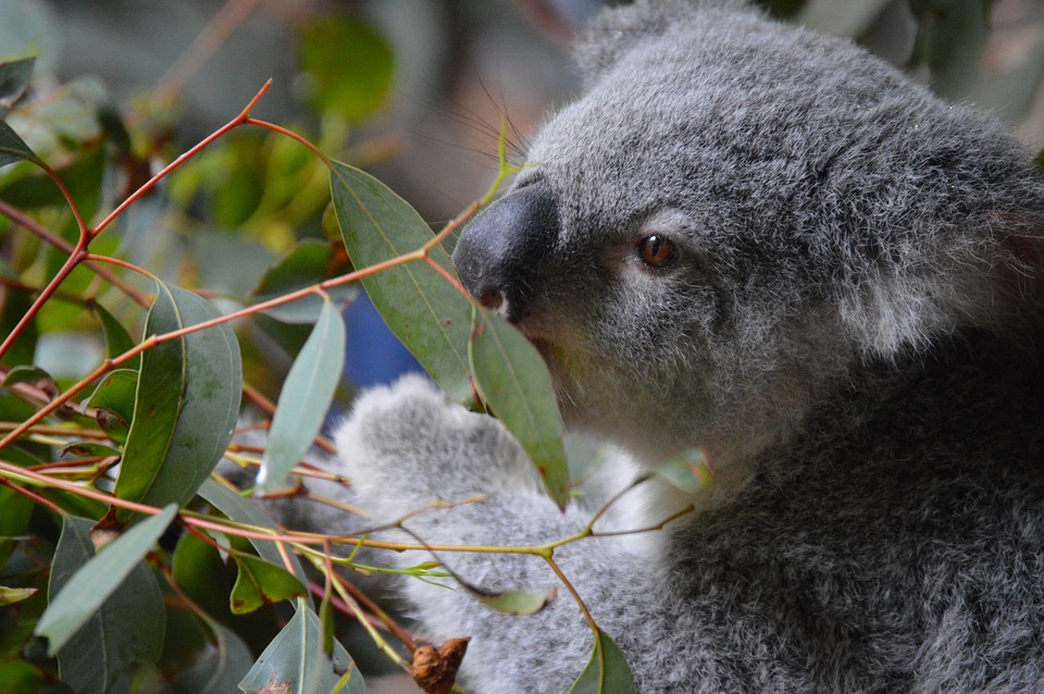 Un giovane koala che annusa foglie di eucalipto