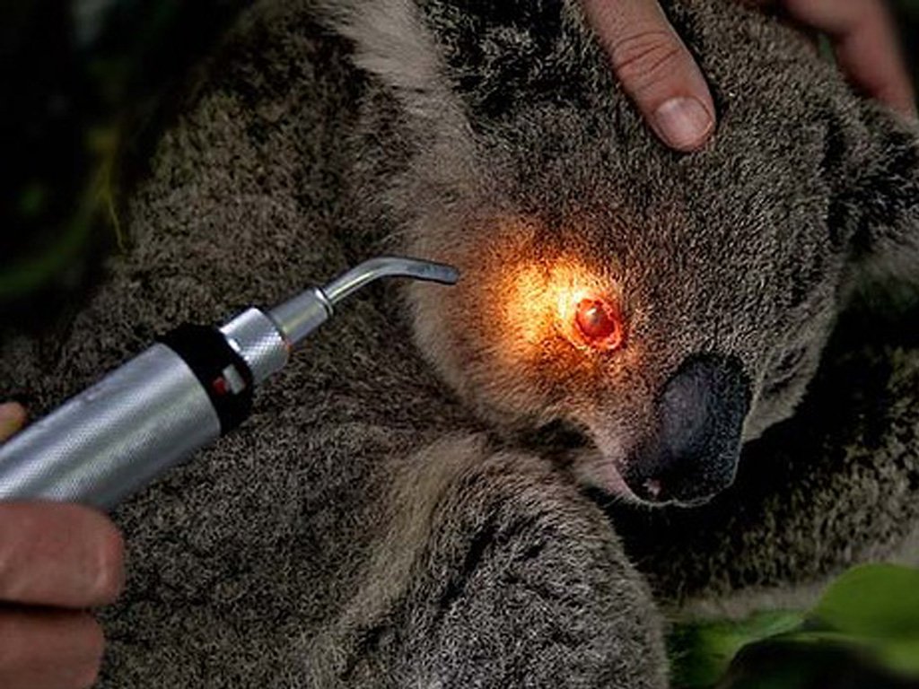 Un koala malato con gli occhi rossi che viene visitato