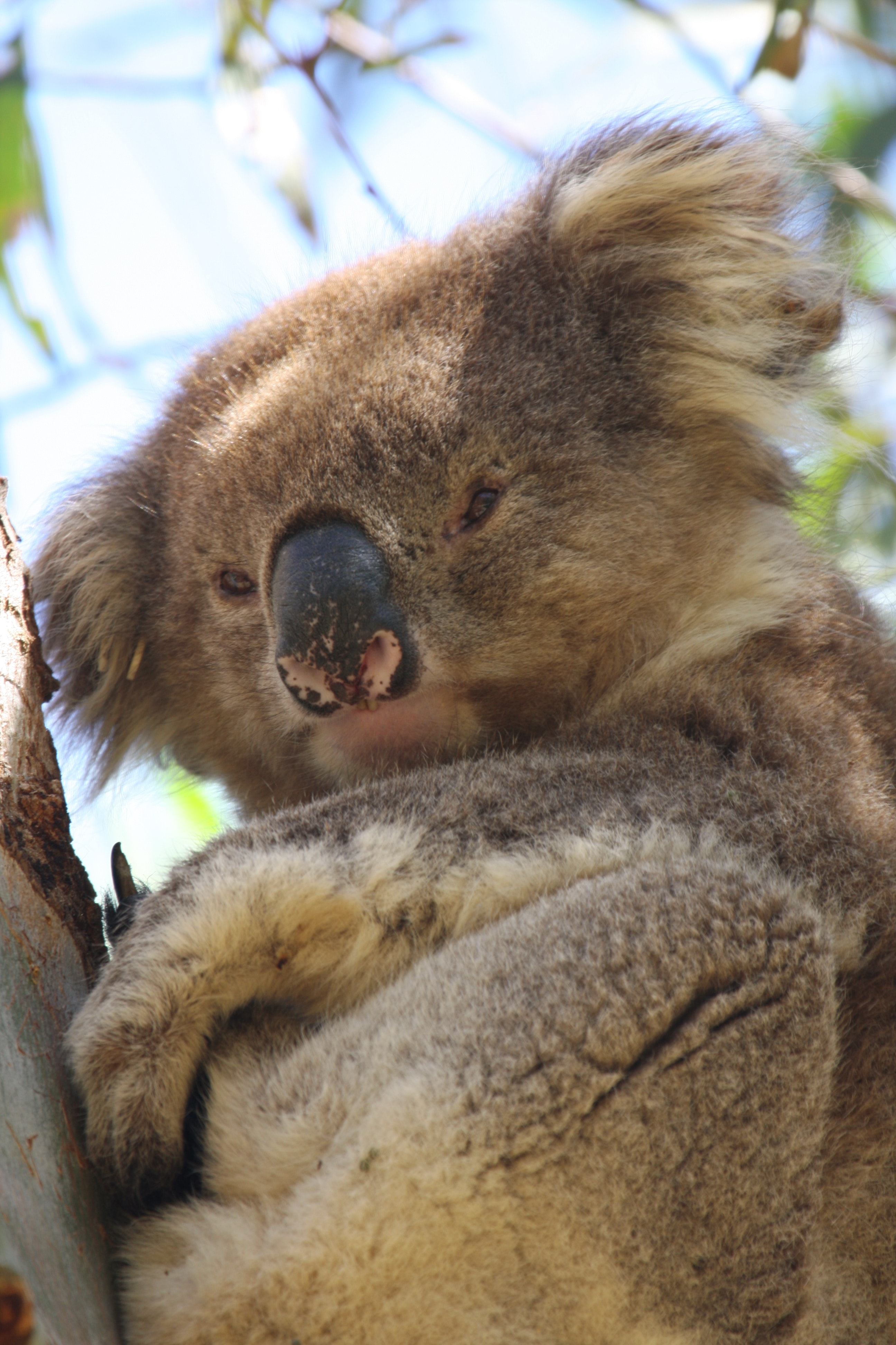 Un koala col pattern di macchioline rosa sul naso