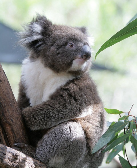 Koala femmina adulta