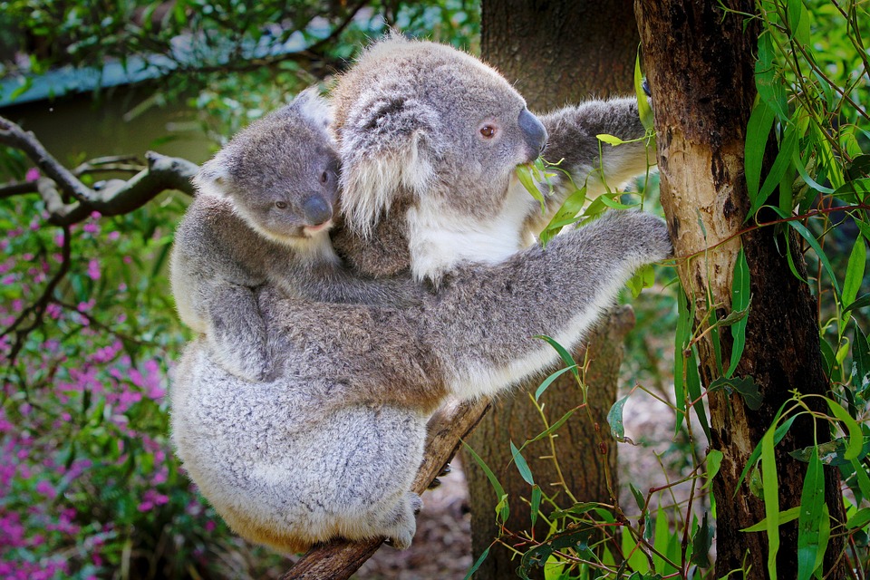 Mamma koala con cucciolo in groppa