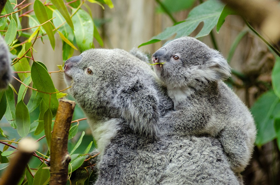 Koala mamma con il piccolo sul dorso annusano le foglie di eucalipto