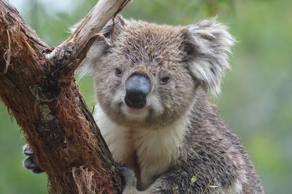 Un koala maschio bagnato