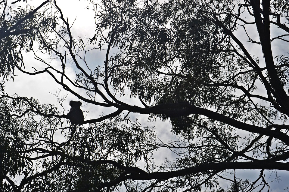 La sagoma di un koala da lontano sui rami di eucalipto