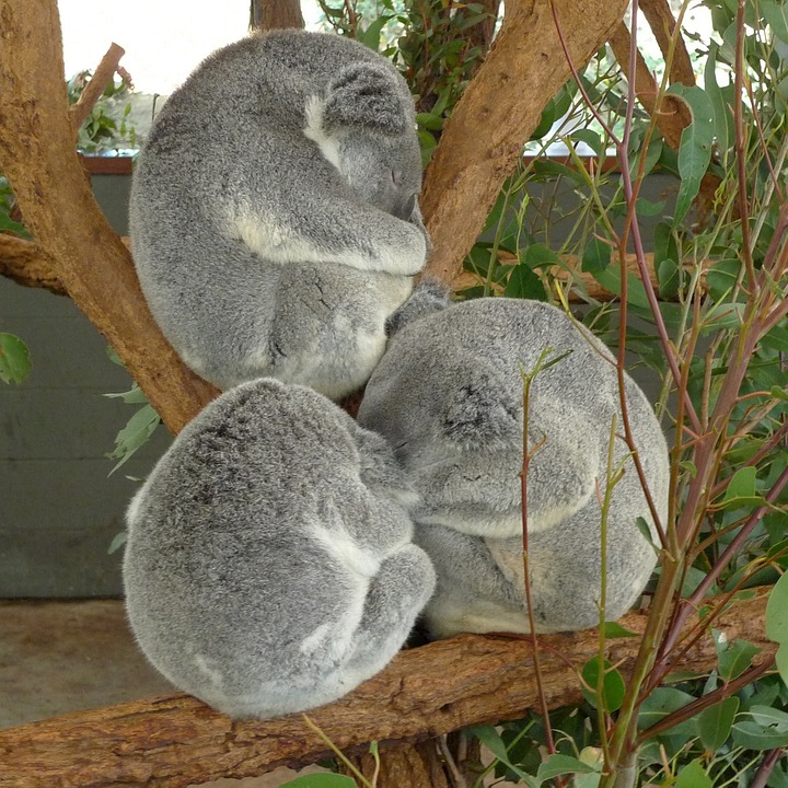 Tre koala che dormono appallottolati sui rami