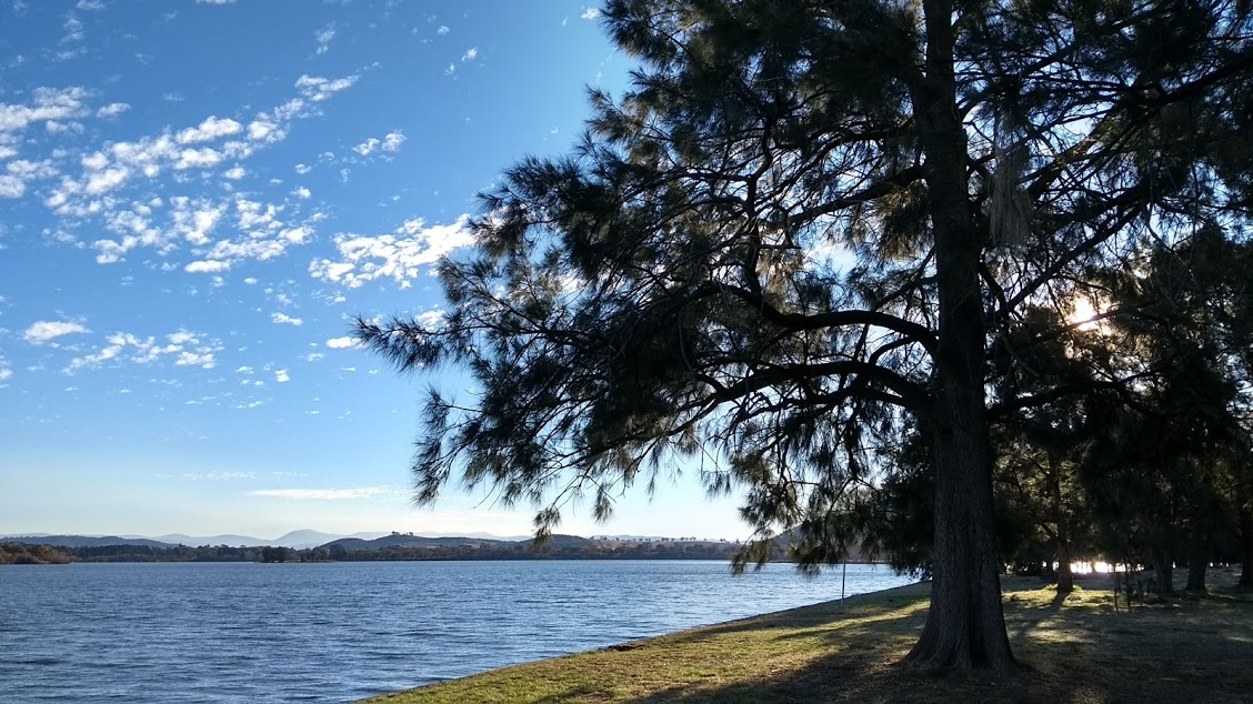 Canberra: laghetto artificiale, riva con albero