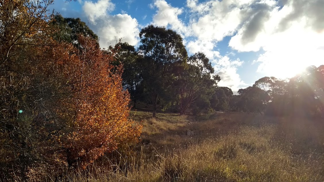 Canberra bush