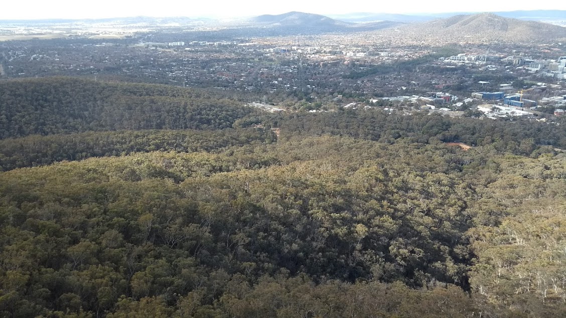 Canberra zona verde foresta