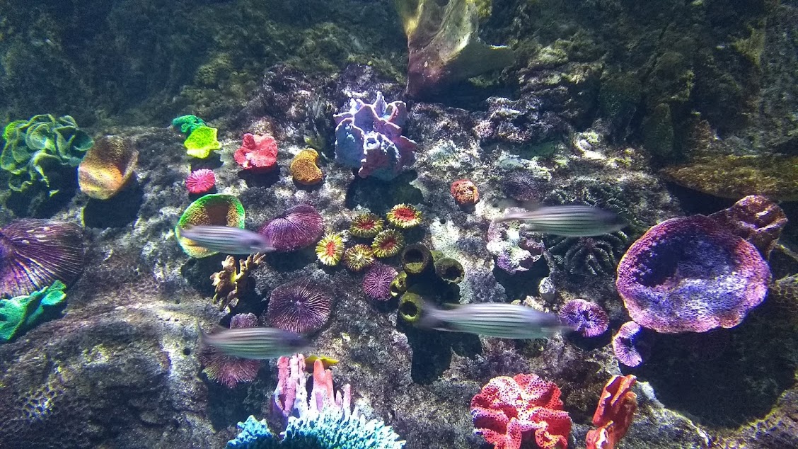 SEA LIFE Melbourne Aquarium: vasca dell'acquario con pesci e coralli