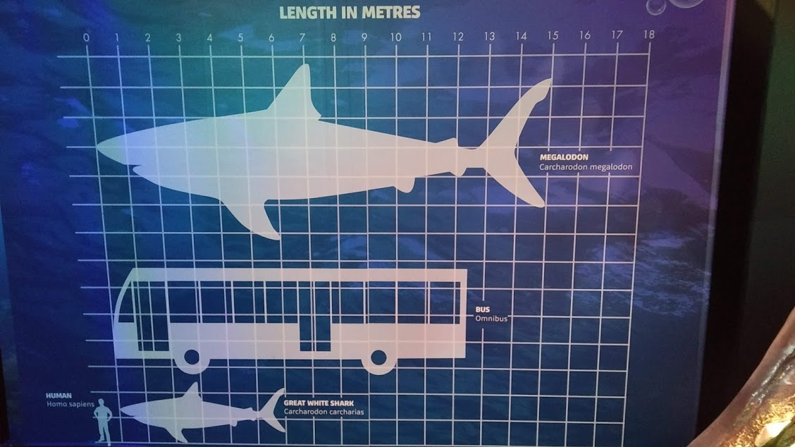 Grandezza del megalodonte rispetto al grande squalo bianco