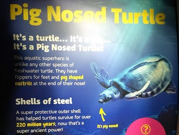 tartaruga con il naso da maiale