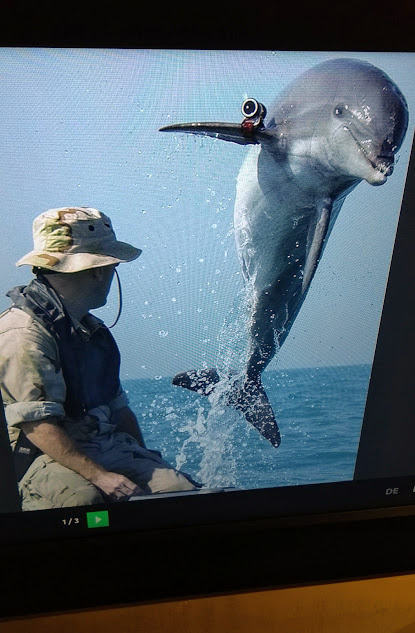 delfino con videocamera sulla pinna