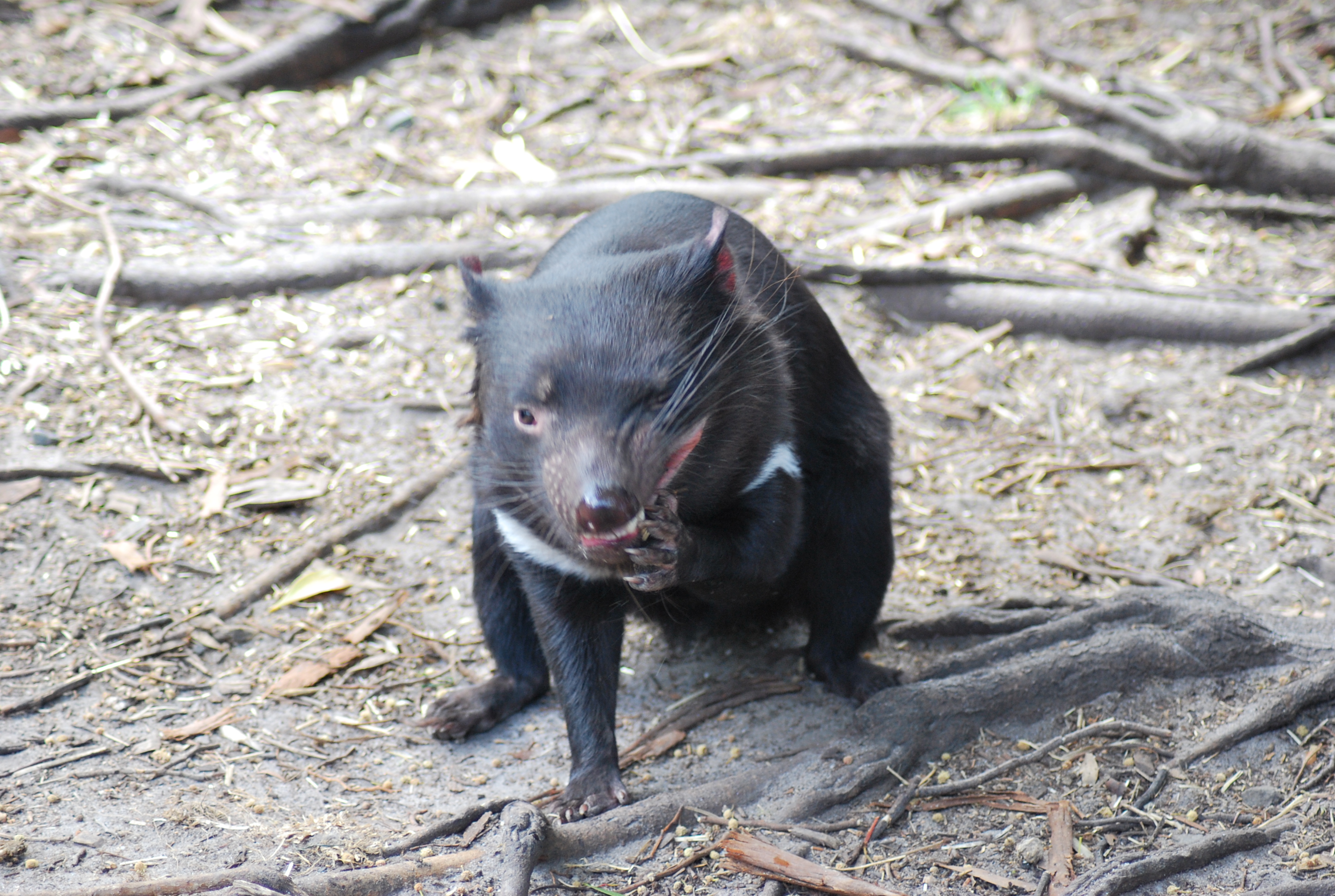 diavolo-della-tasmania